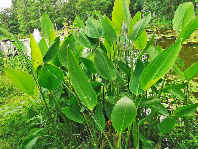 Thalie - Thalia dealbata